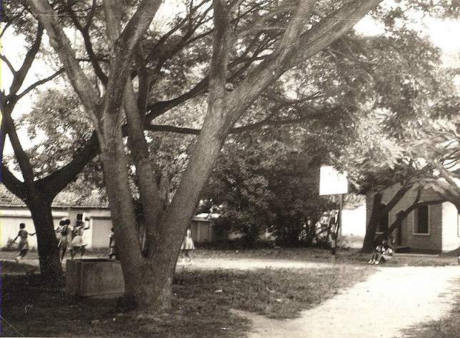basketballcourt66