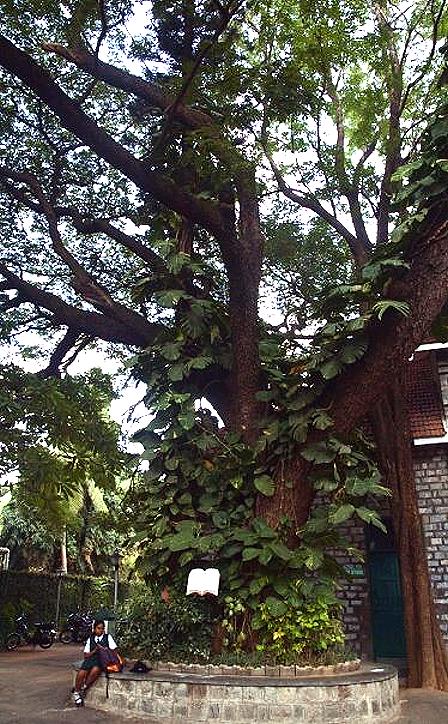 beautiful tree